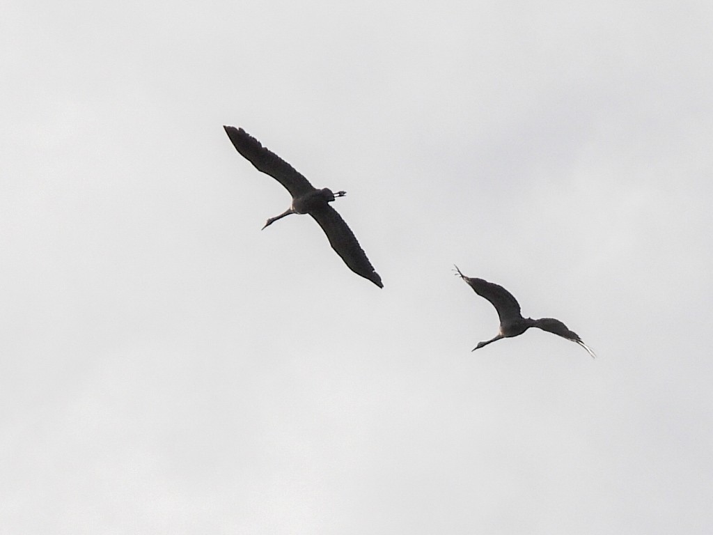 Common Crane - ML502855071