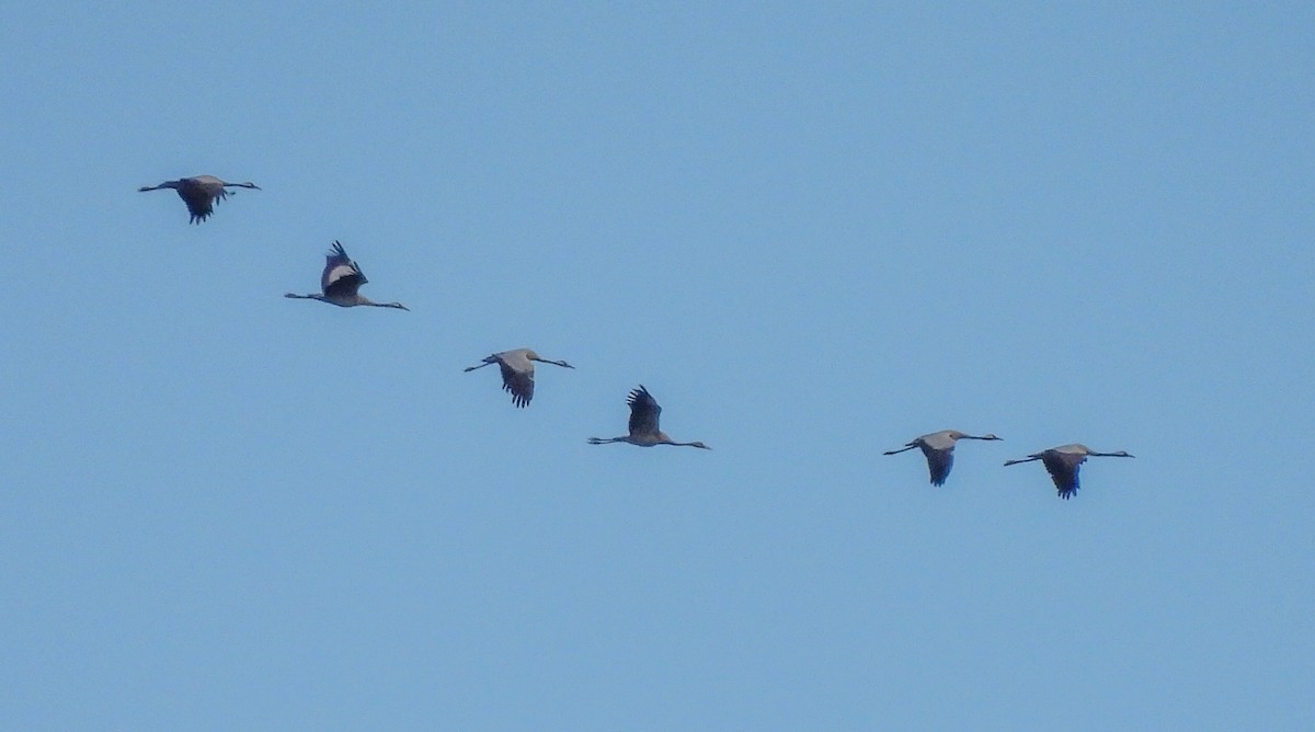 Common Crane - ML502855081