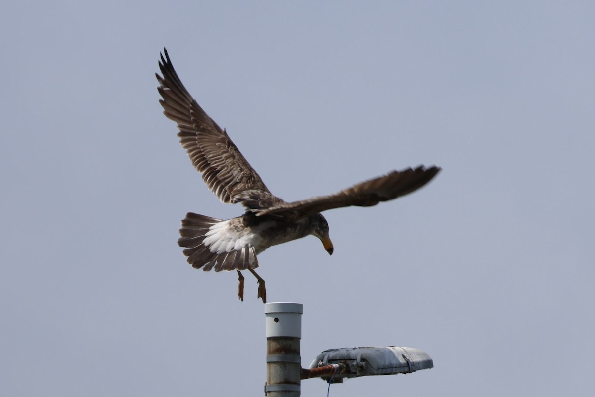 Gaviota de Tasmania - ML502855101