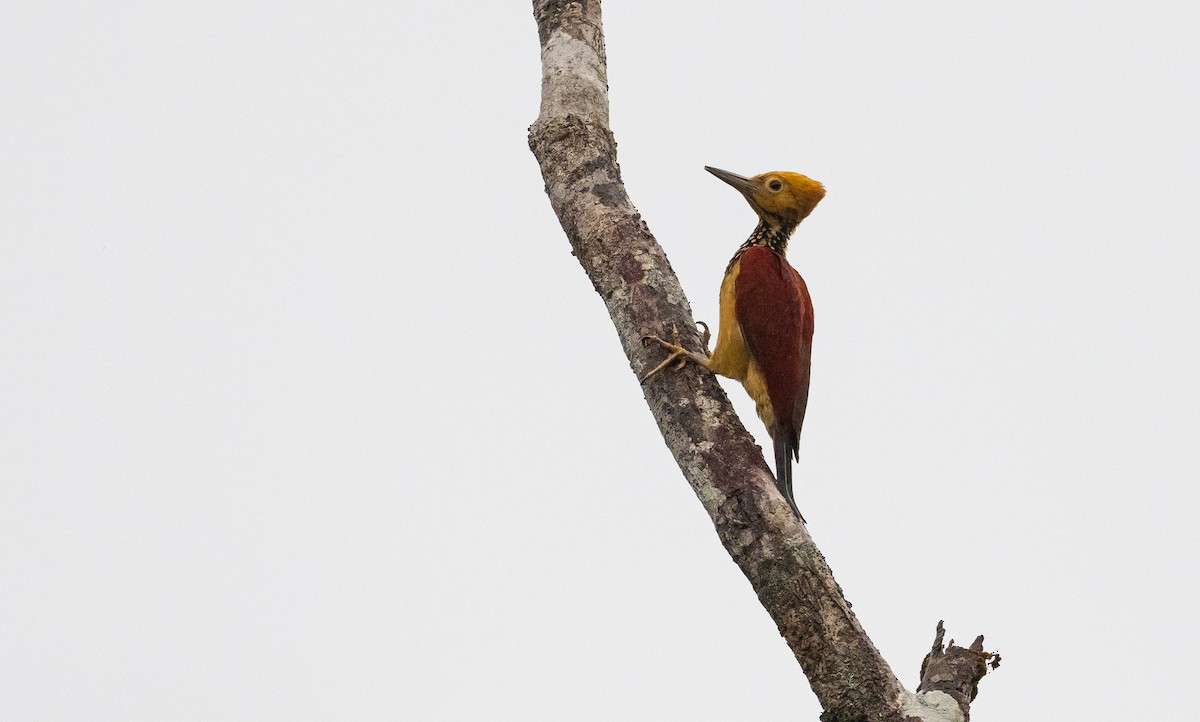 Yellow-faced Flameback - ML502855821