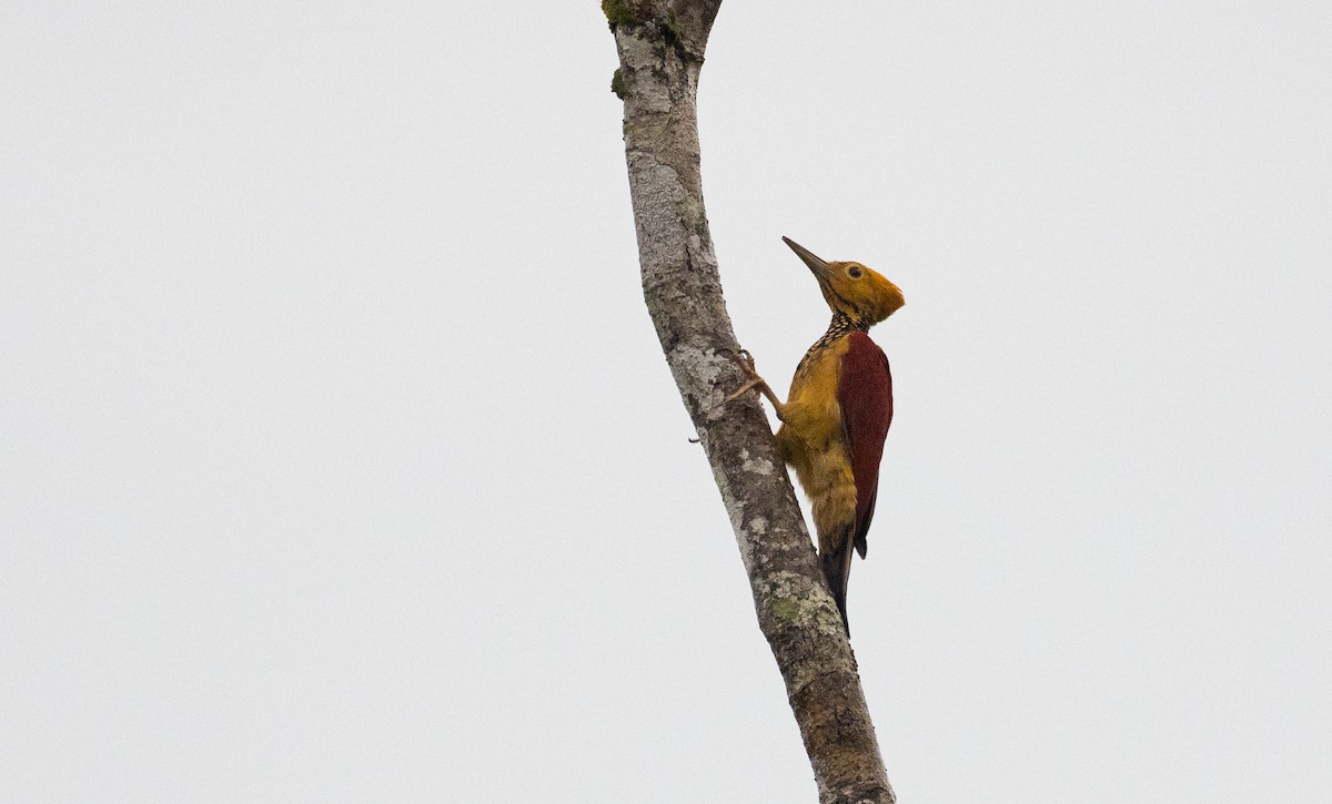 Yellow-faced Flameback - Forest Botial-Jarvis