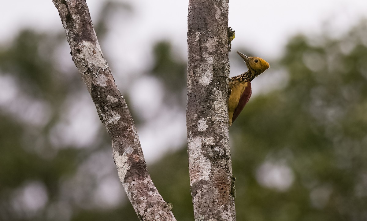 Yellow-faced Flameback - ML502855851