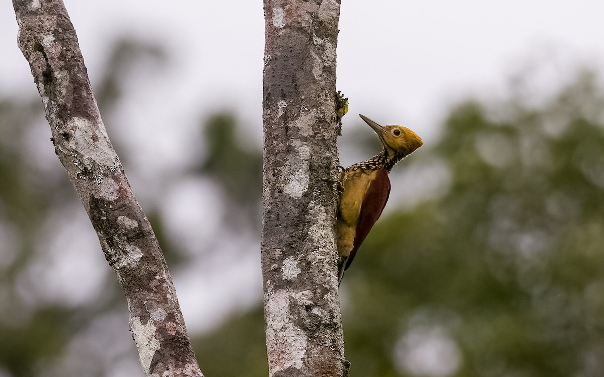 Yellow-faced Flameback - ML502855861