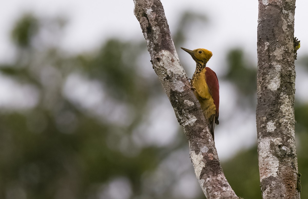 Yellow-faced Flameback - ML502855881