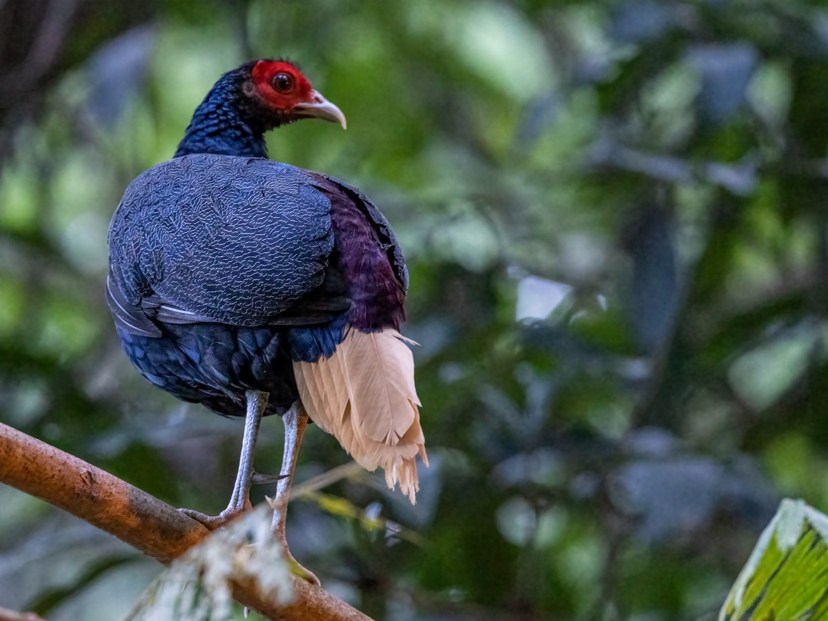 Malayan Crestless Fireback - Charmain Ang