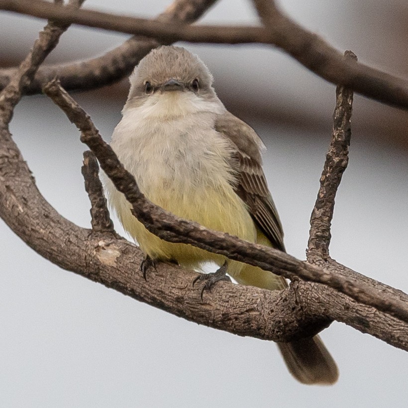 Suiriri Flycatcher - ML502856791