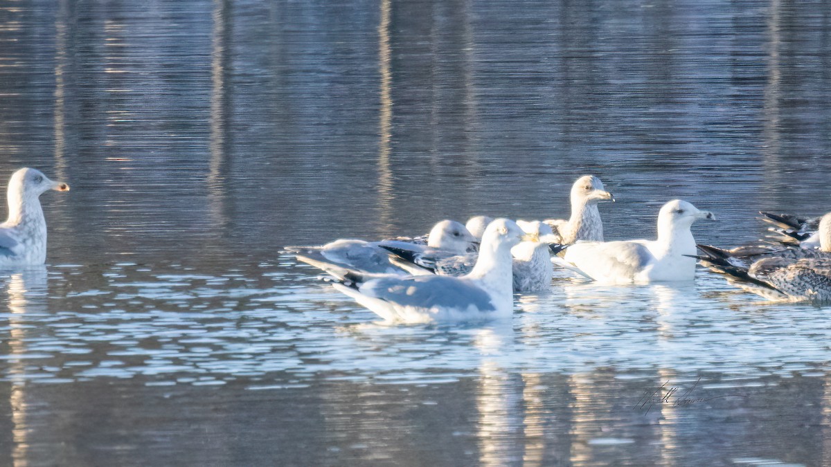 Gaviota de Bering - ML502860681