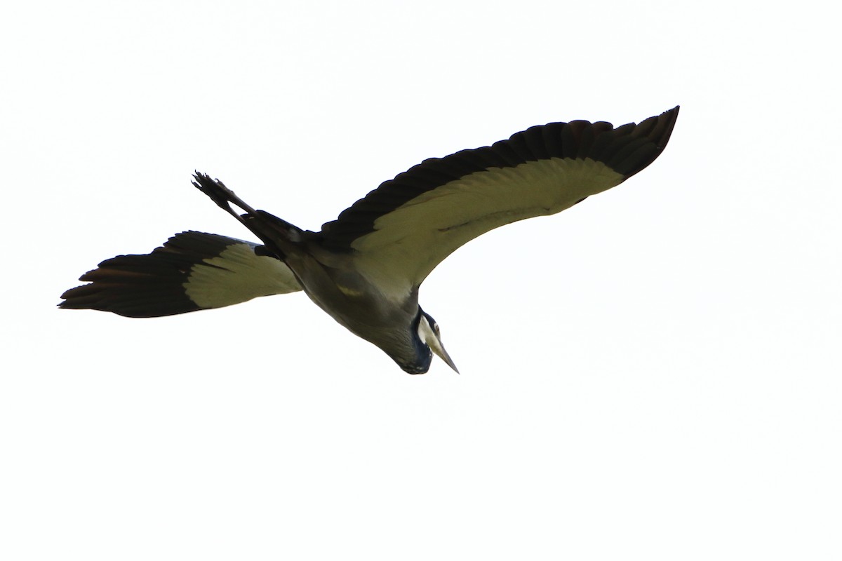 Black-headed Heron - ML502861031