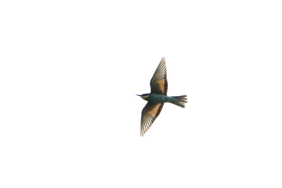 Шарга зөгийч - ML502861141