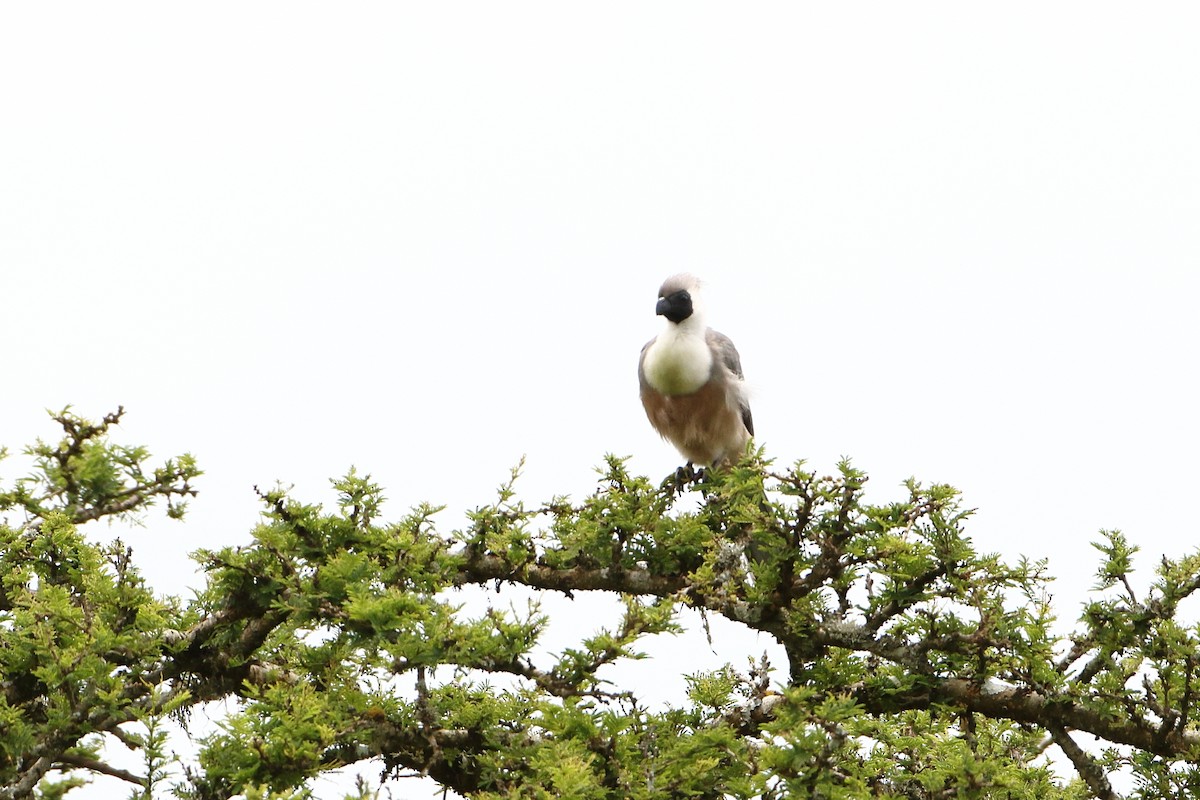 Bare-faced Go-away-bird (Black-faced) - ML502861261