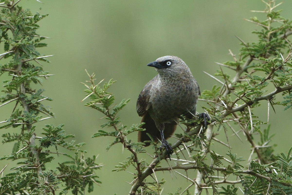 Black-lored Babbler (Sharpe's) - Ohad Sherer