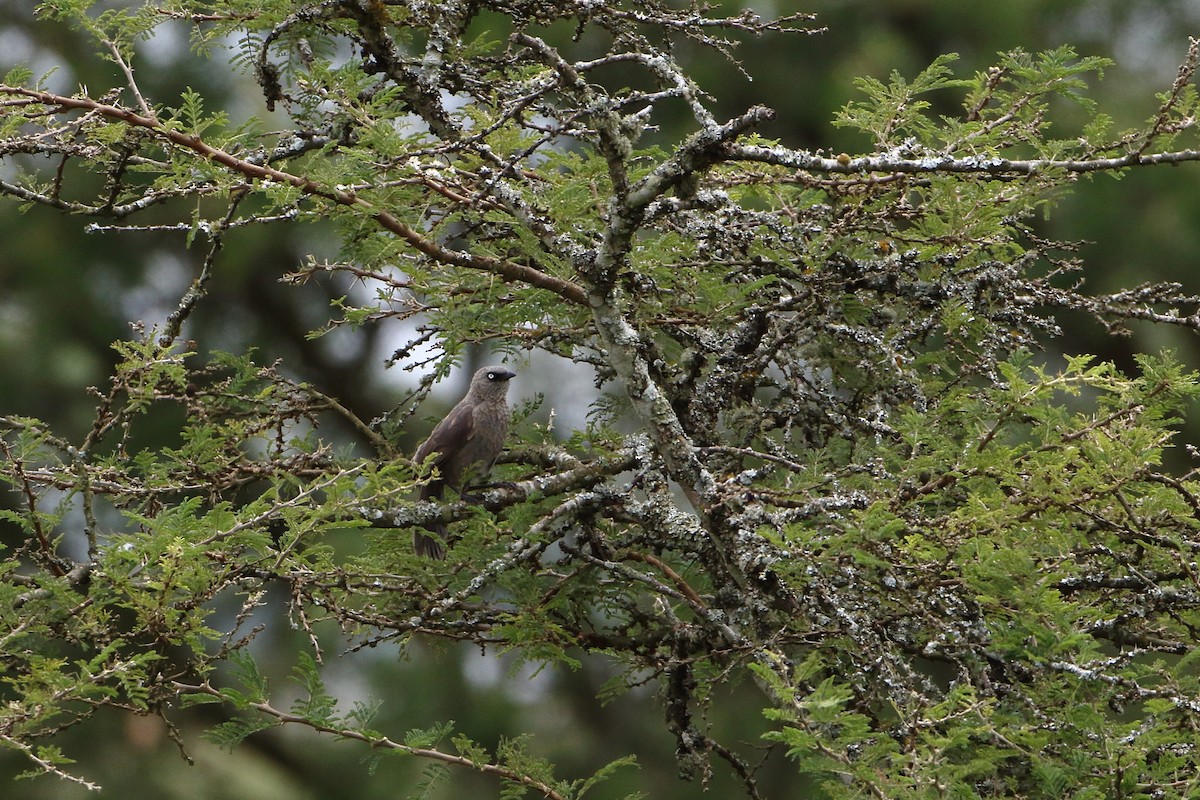 Black-lored Babbler (Sharpe's) - ML502861391