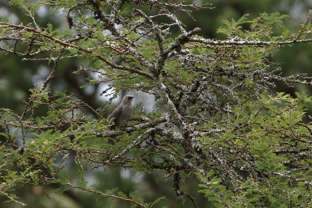 Black-lored Babbler (Sharpe's) - ML502861391