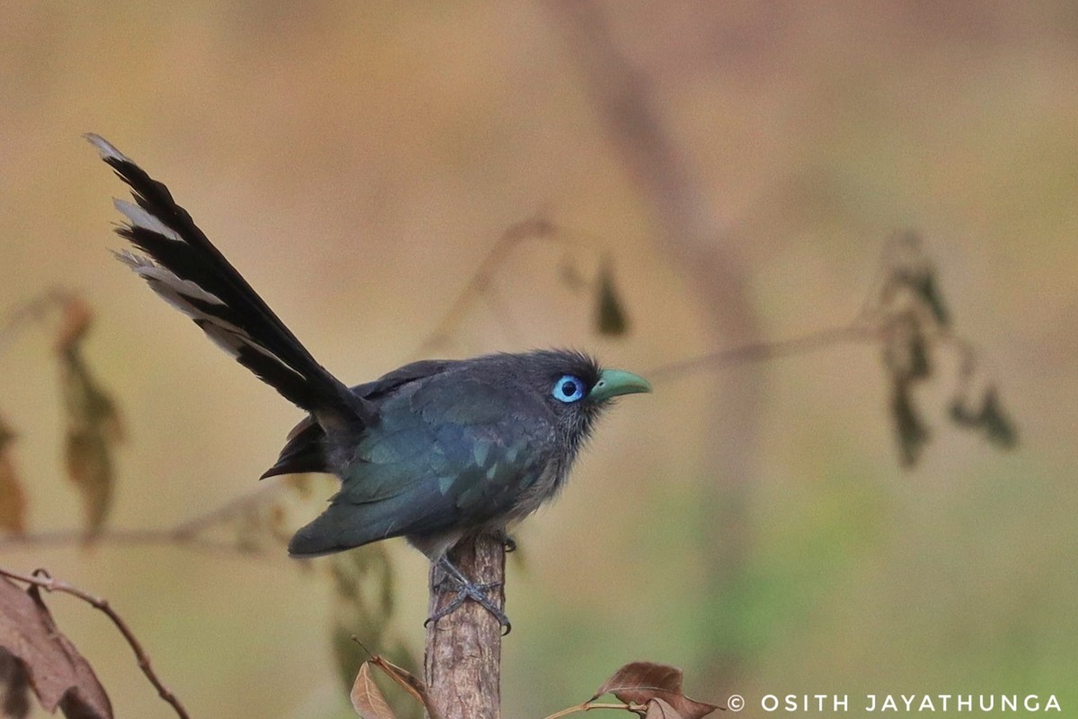 Blue-faced Malkoha - ML502861751