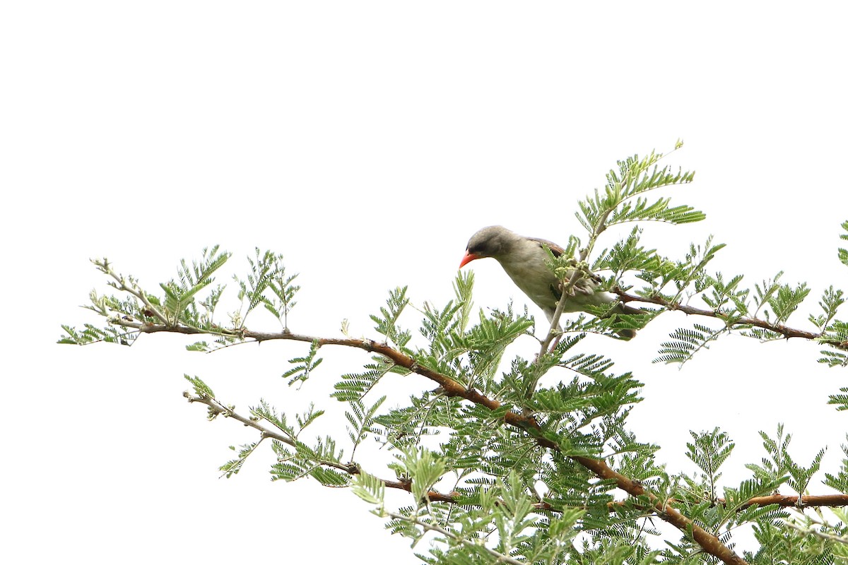 Red-headed Weaver (Northern) - ML502861761