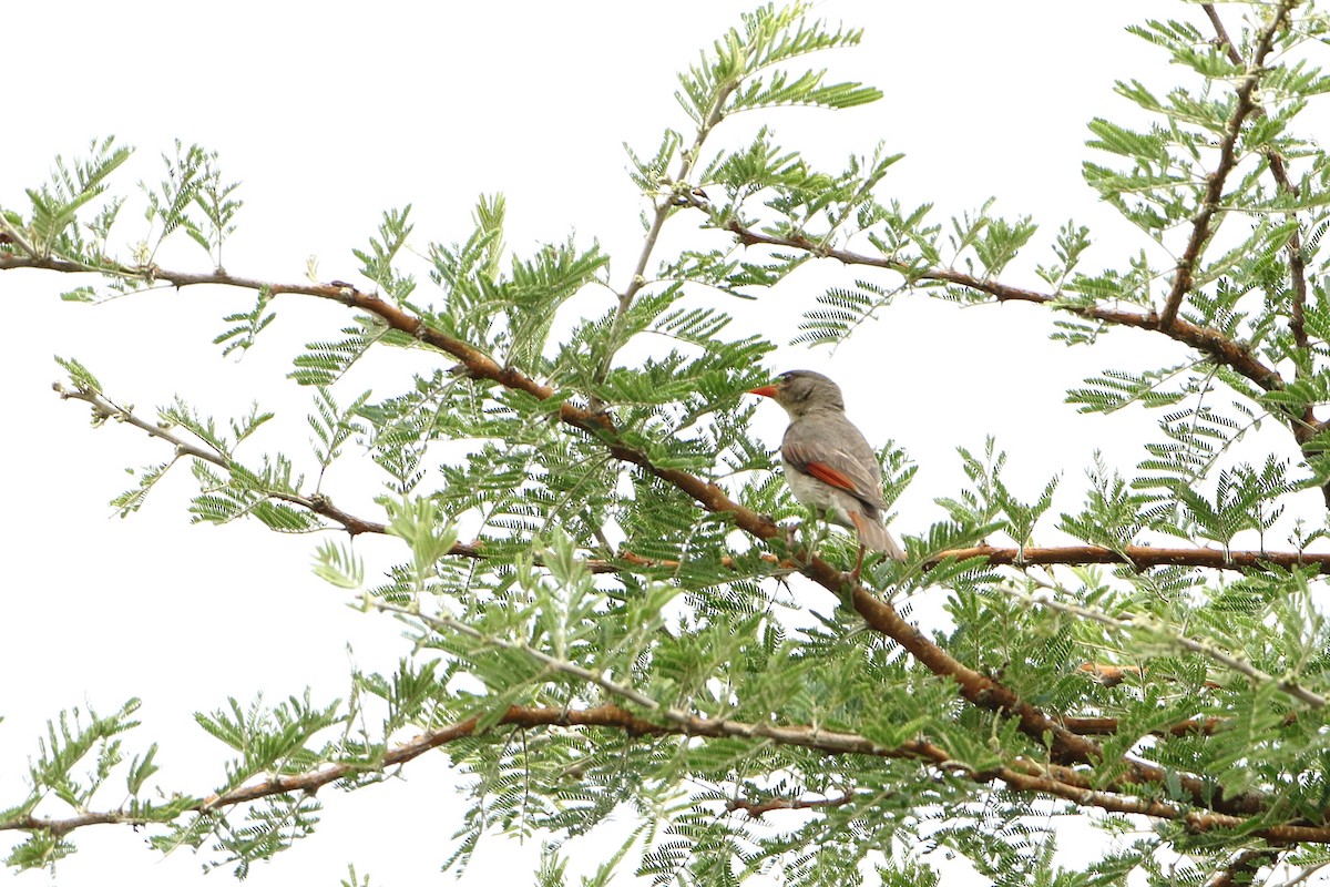Red-headed Weaver (Northern) - ML502861771