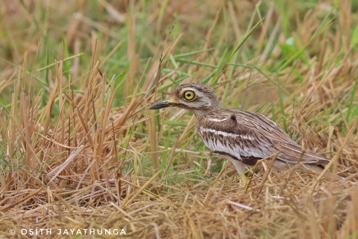 Indian Thick-knee - ML502861791
