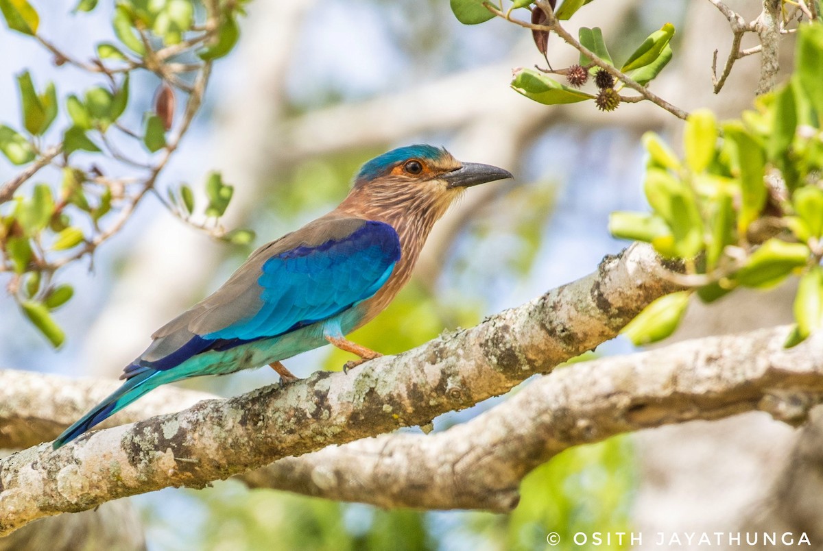 Indian Roller - ML502861871