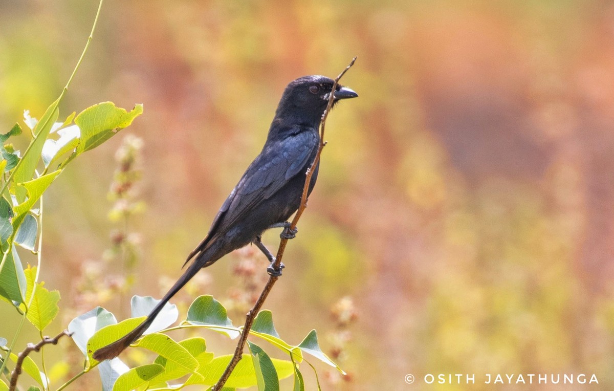 Black Drongo - ML502861971