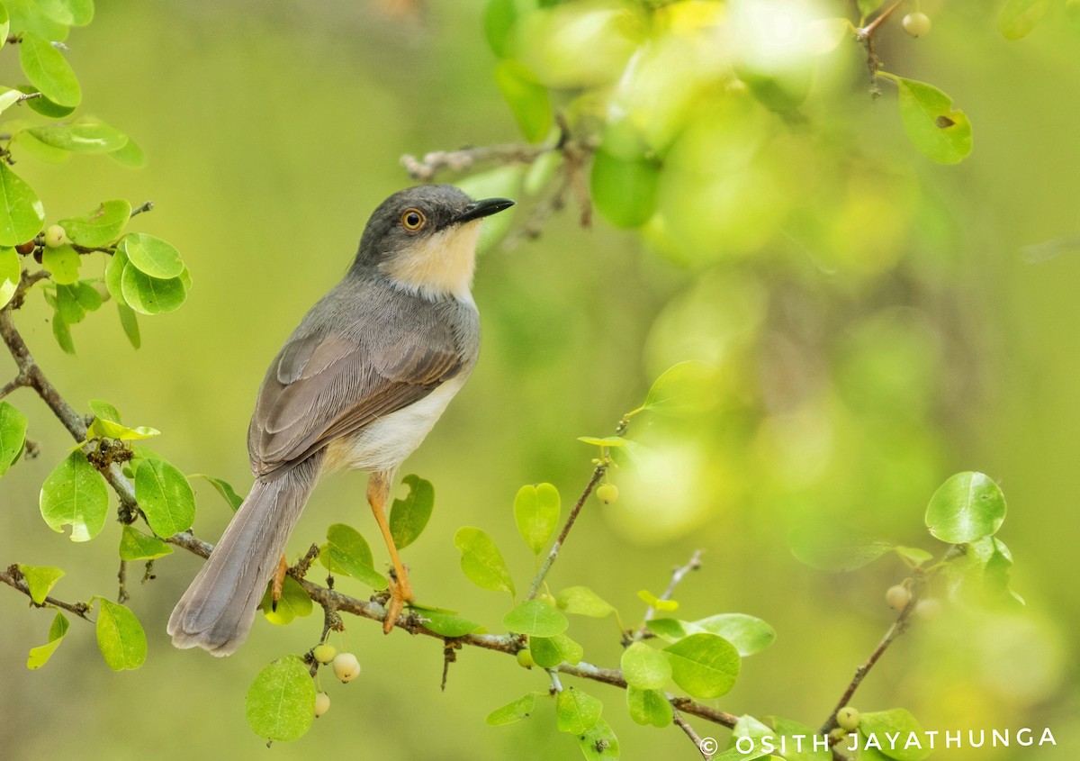 Gray-breasted Prinia - ML502861991