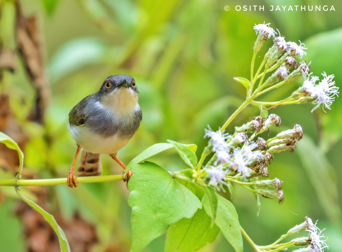 Gray-breasted Prinia - ML502862011