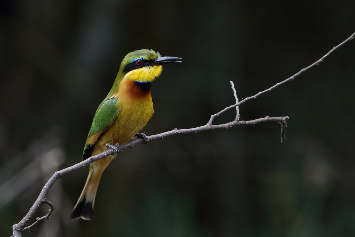 Little Bee-eater - ML502862121