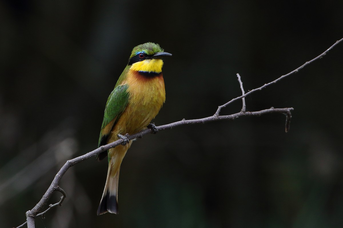 Little Bee-eater - ML502862131