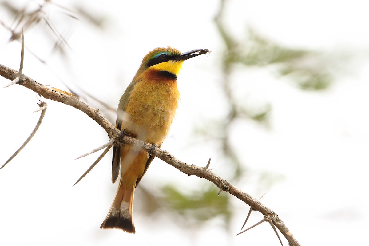 Little Bee-eater - ML502862141