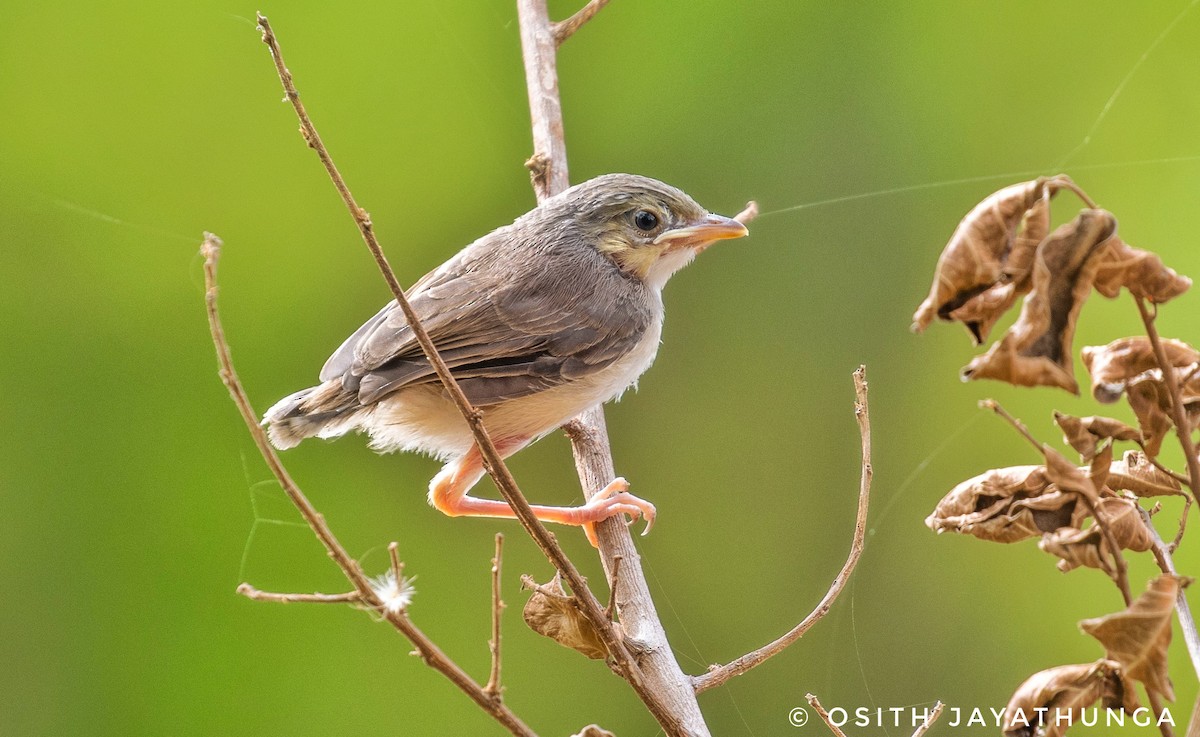 Jungle Prinia - ML502862211