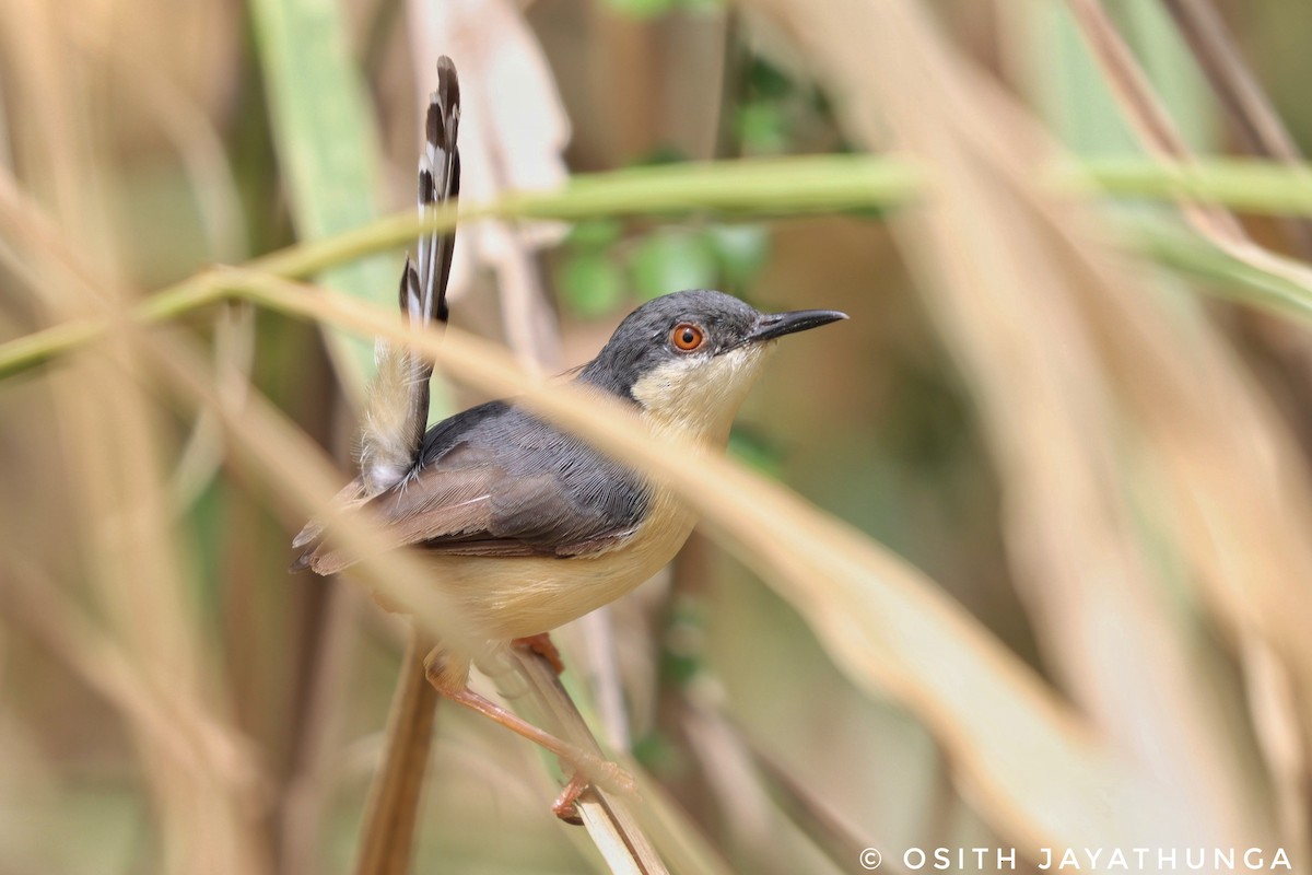 Ashy Prinia - ML502862271