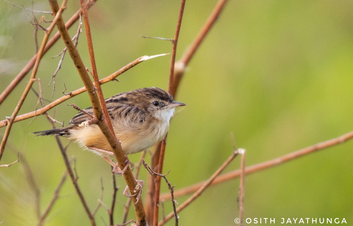 Zitting Cisticola - ML502862281