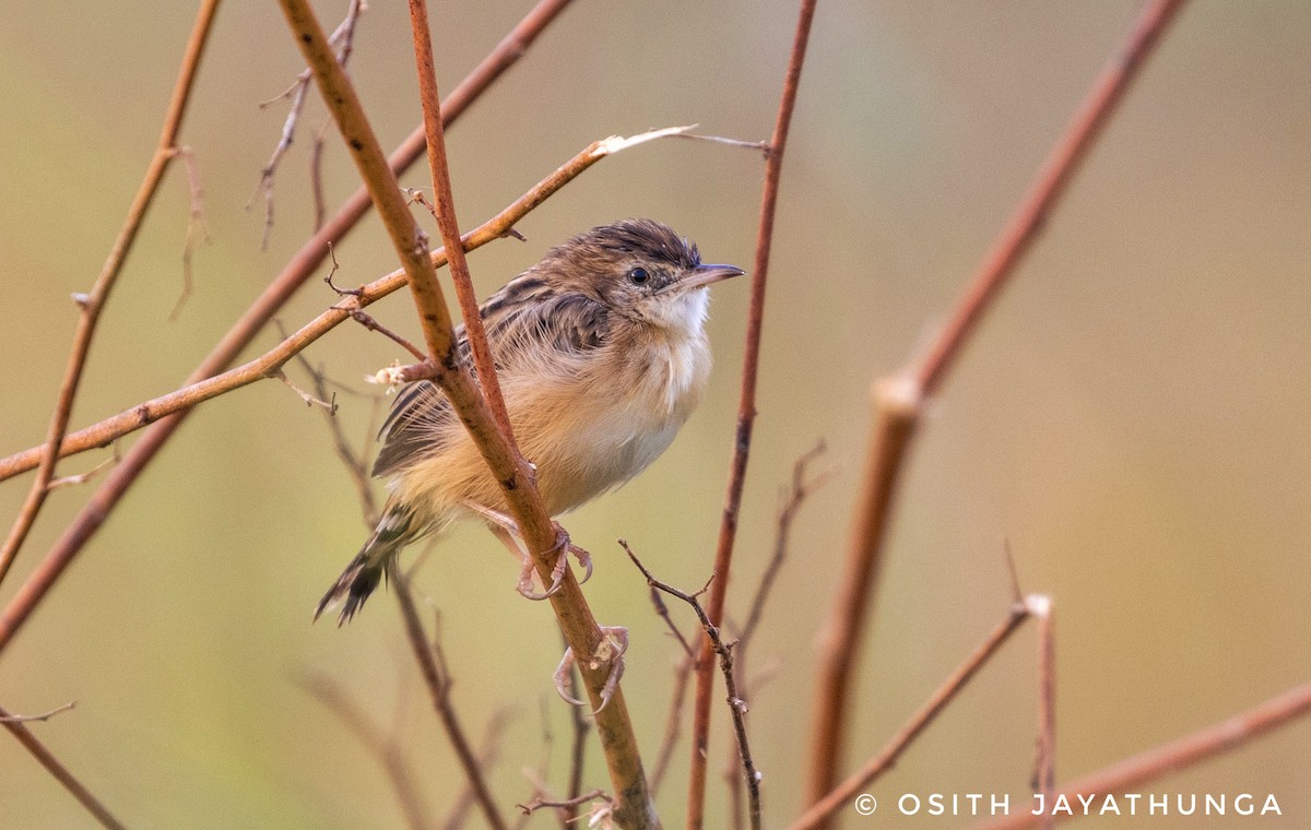 Zitting Cisticola - ML502862291