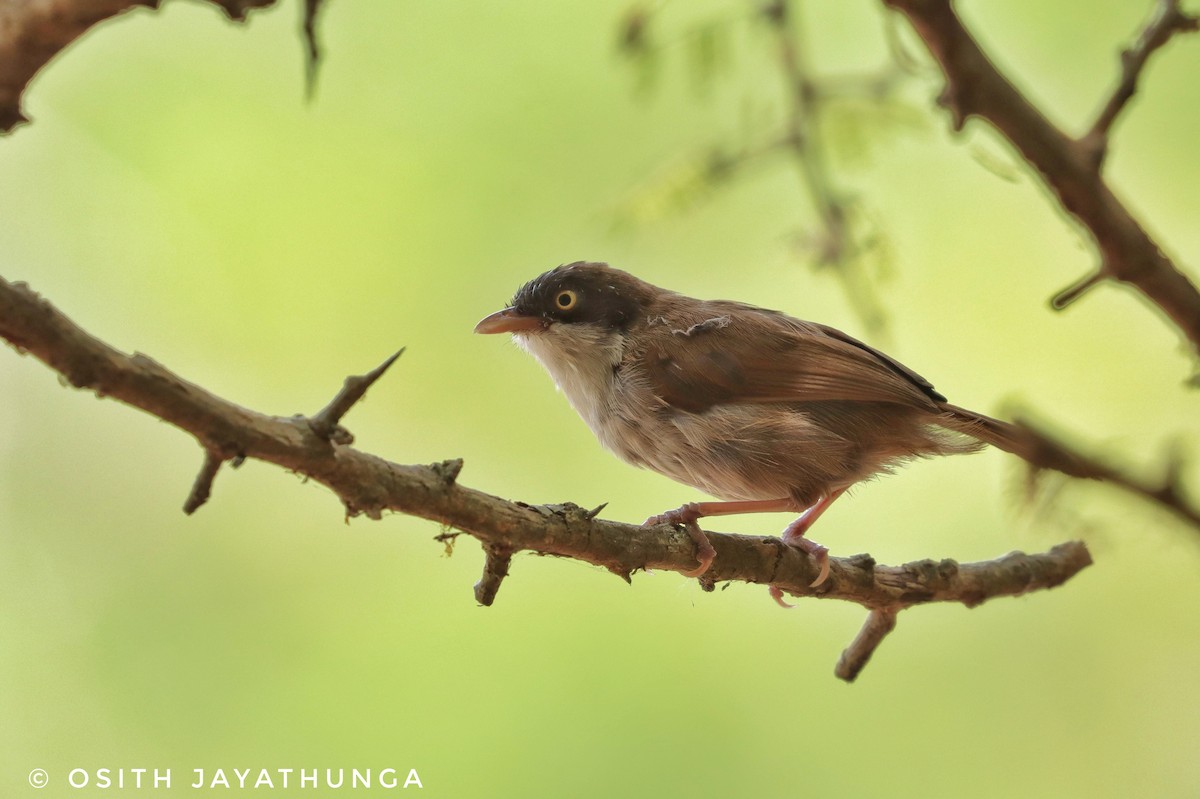 Dark-fronted Babbler - ML502862301