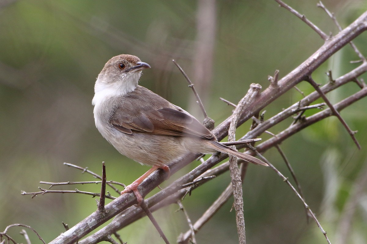 Trilling Cisticola - ML502862311