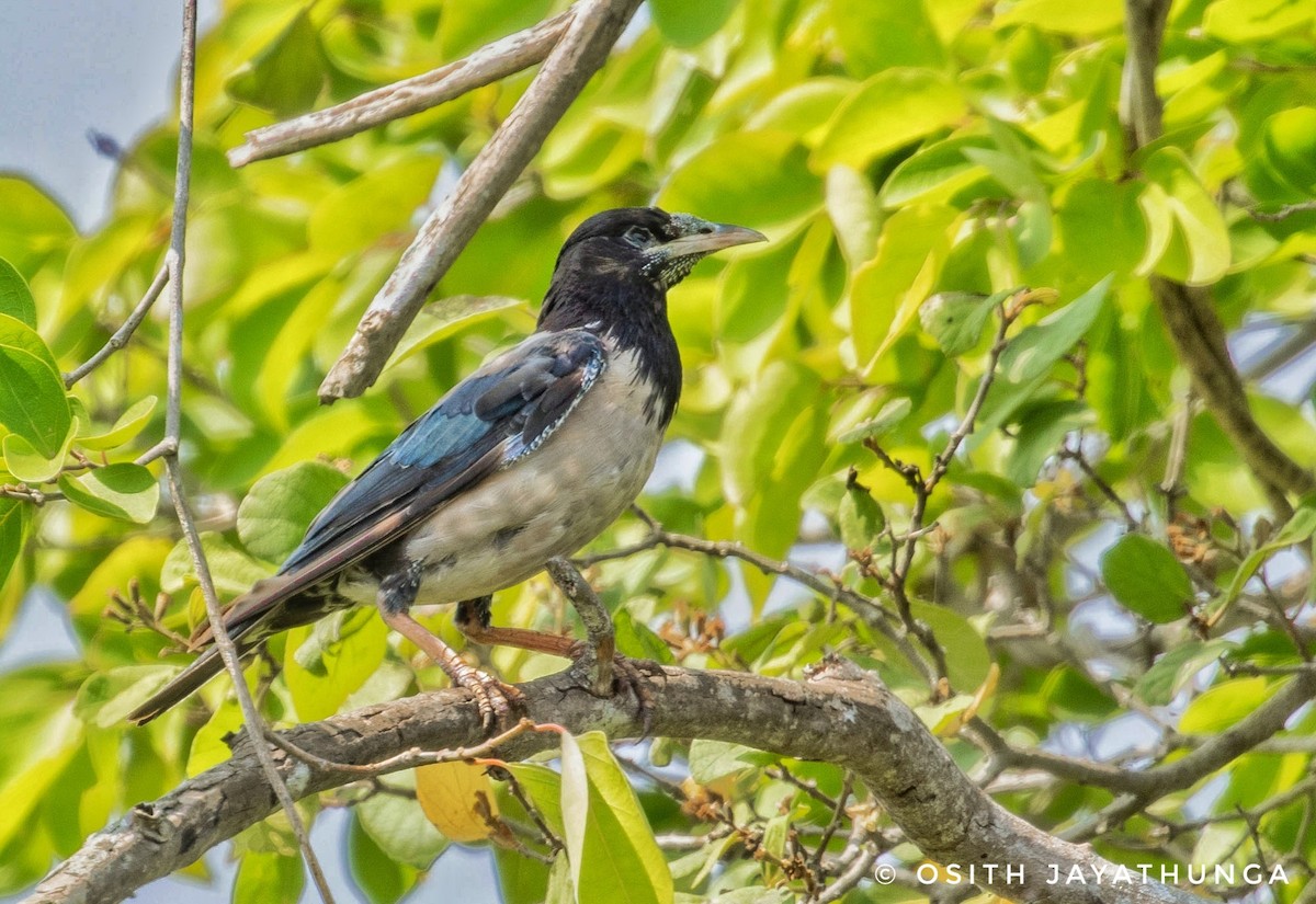 Rosy Starling - ML502862321