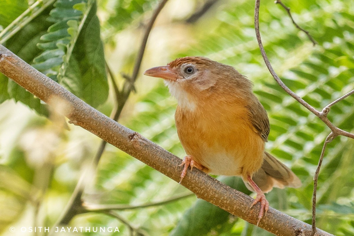 Tawny-bellied Babbler - ML502862451
