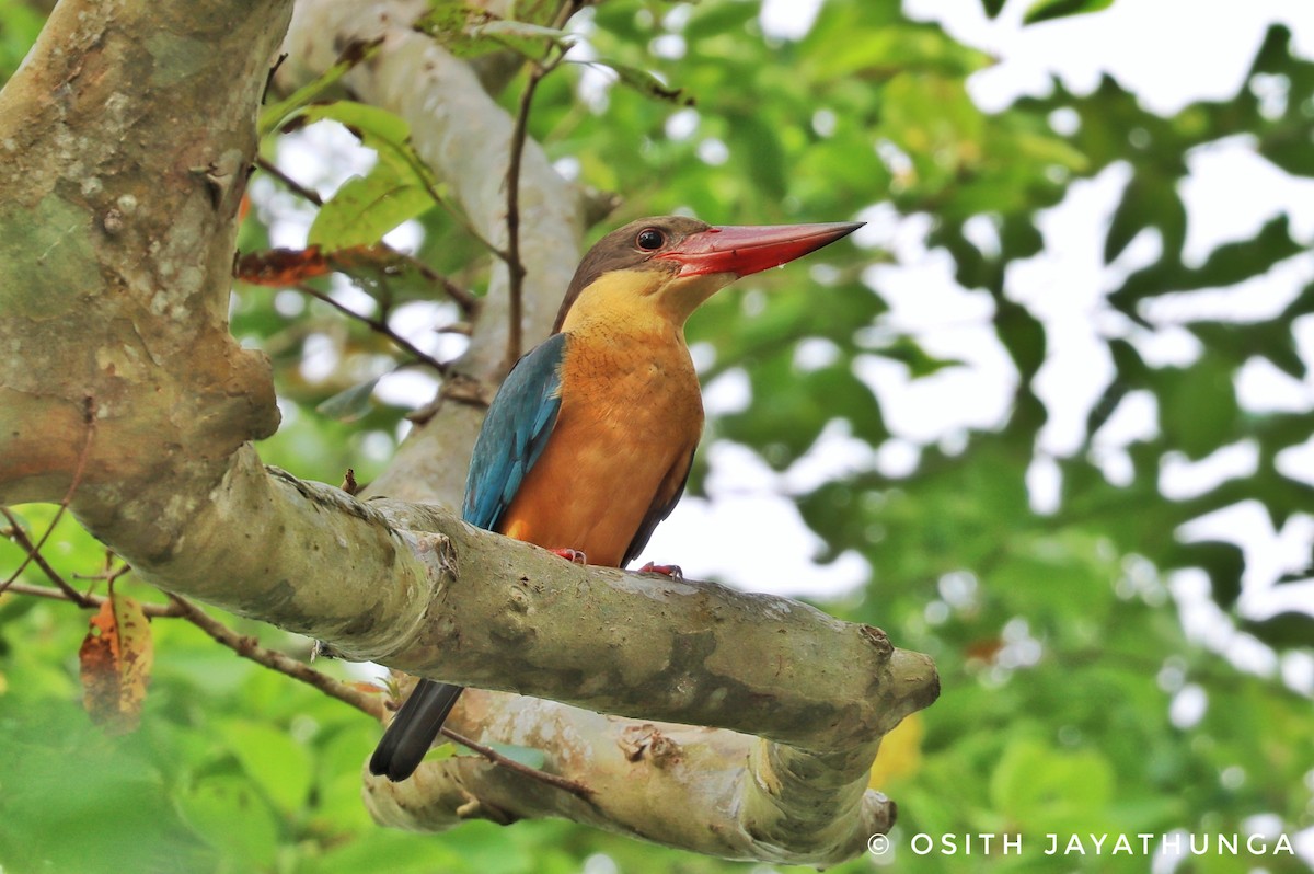 Stork-billed Kingfisher - ML502862591