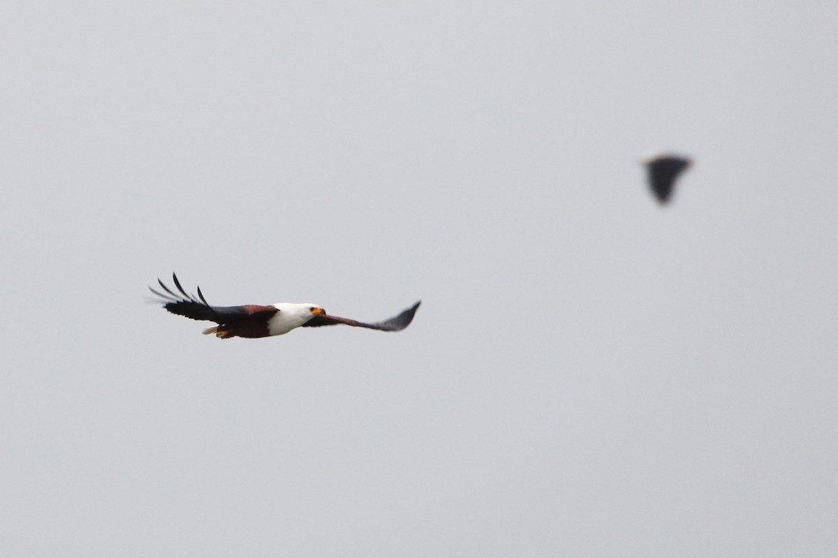 African Fish-Eagle - ML502862611