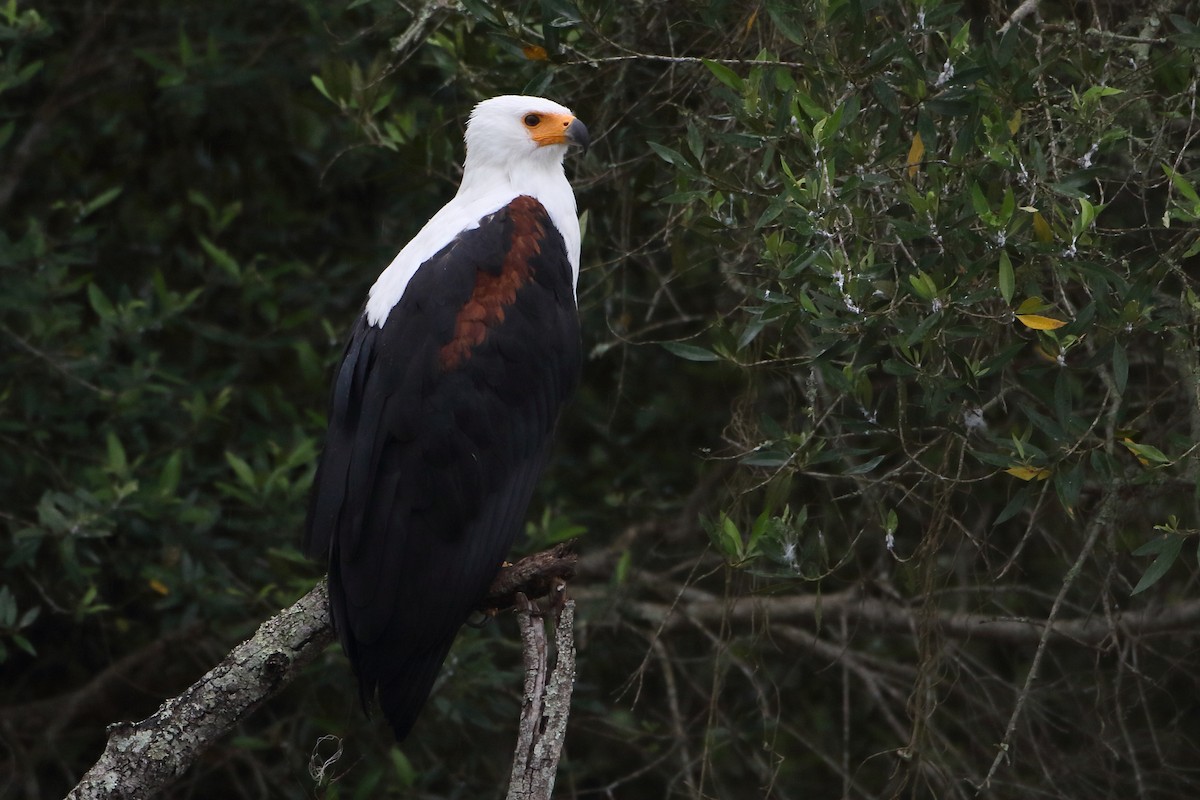 African Fish-Eagle - ML502862621