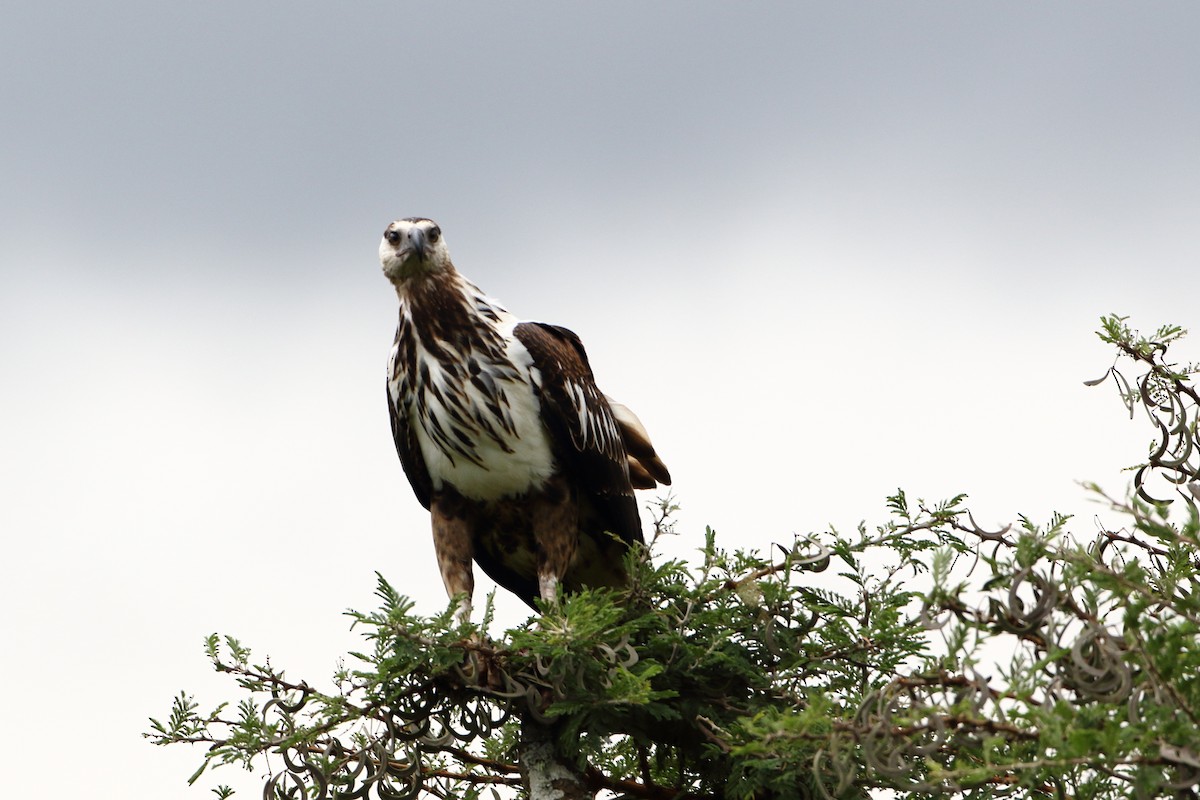 African Fish-Eagle - ML502862631