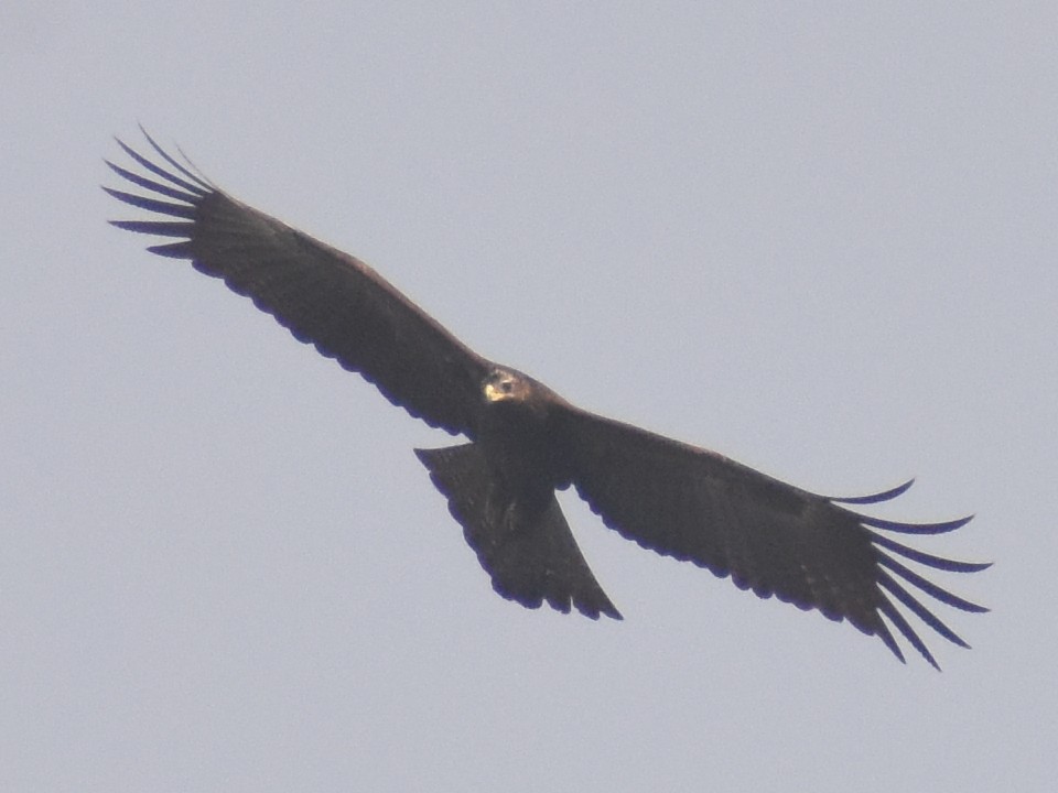 Águila Milana - ML502863841