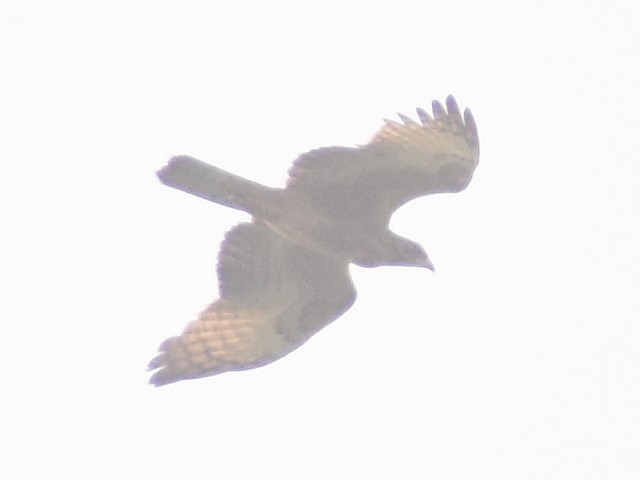 Oriental Honey-buzzard - ML502863871