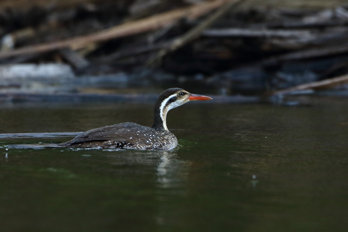 African Finfoot - ML502863901
