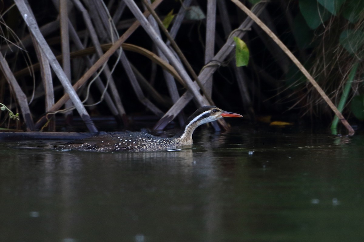 African Finfoot - ML502863911