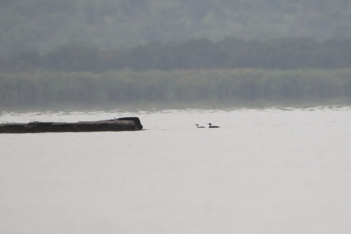African Finfoot - ML502863921
