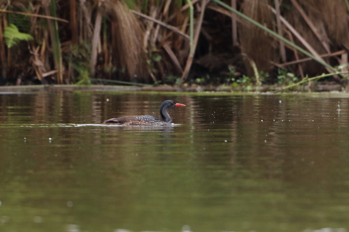 African Finfoot - ML502863931