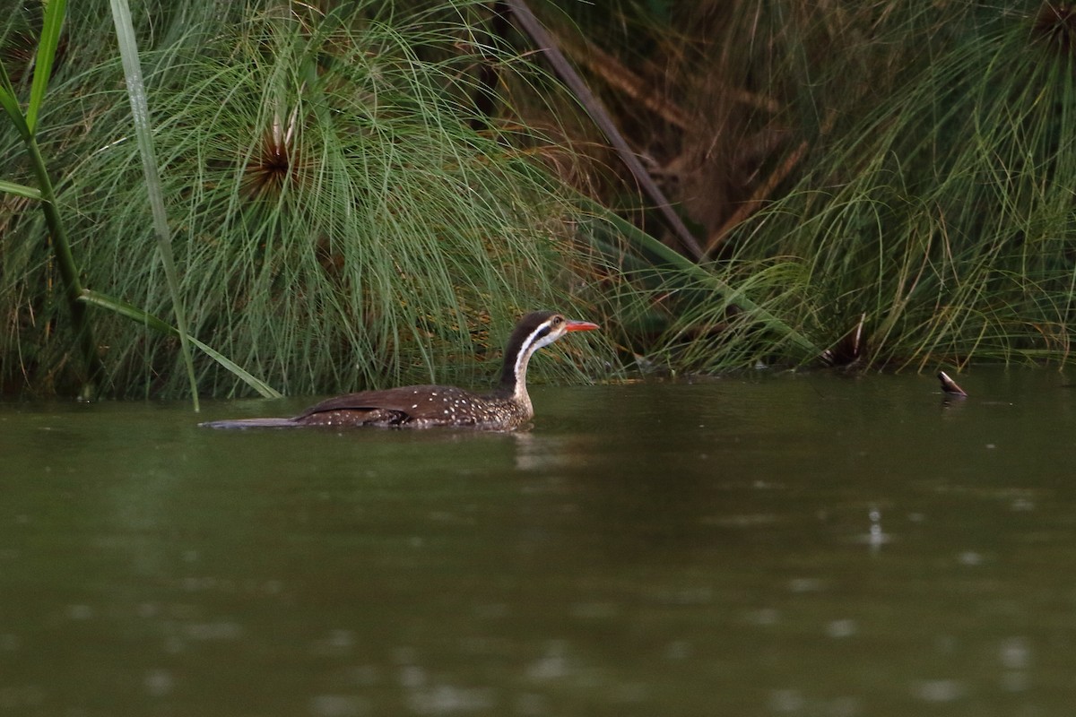 African Finfoot - ML502863941
