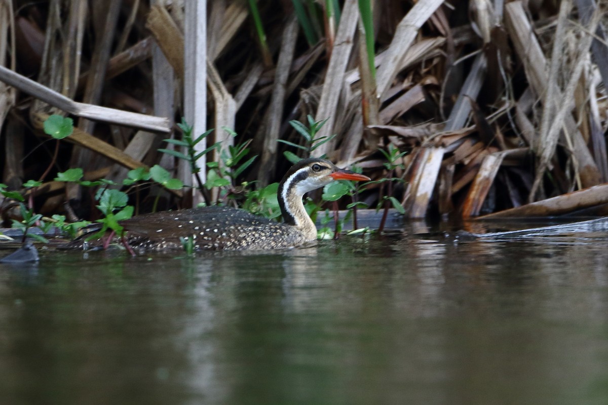 African Finfoot - ML502863951