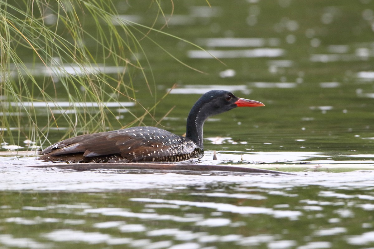 African Finfoot - ML502863981