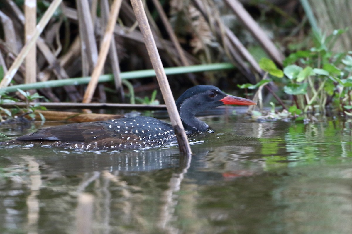 African Finfoot - ML502863991